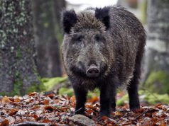 si-scontra-in-scooter-con-un-cinghiale-morto-un-49enne