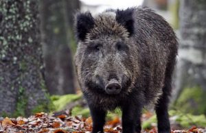si-scontra-in-scooter-con-un-cinghiale-morto-un-49enne