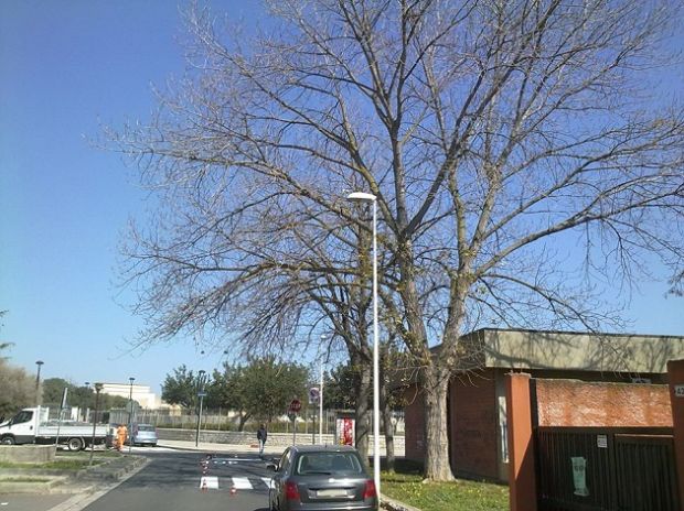 assemini-associazione-viviassemini-denuncia-il-pericolo-della-caduta-di-rami