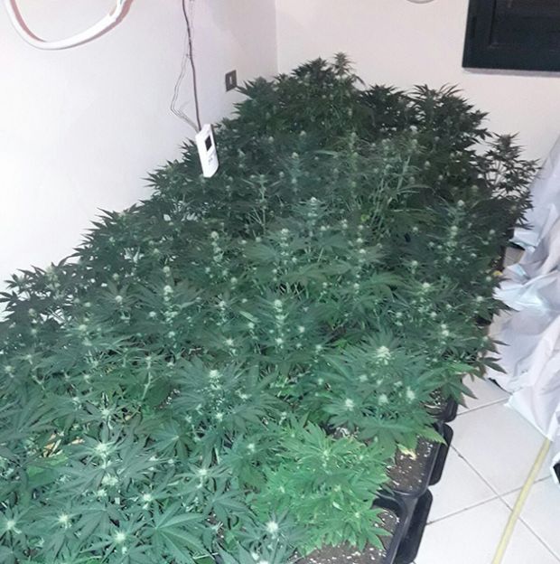 Quartu quartu-sequestrata-una-serra-di-marijuana-con-46-piante-un-arresto