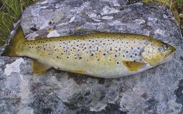 Finanziaria finanziaria-50-mila-euro-per-la-trota-sarda