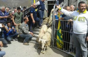 sa-paradura-sindaco-cascia-and-lsquo-emozione-and-rsquo-per-l-and-rsquo-arrivo-delle-1000-pecore-donate-dalla-sardegna