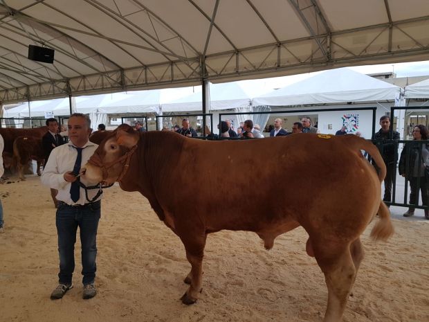 i-bovini-da-carne-made-in-sardinia-ai-vertici-nazionali
