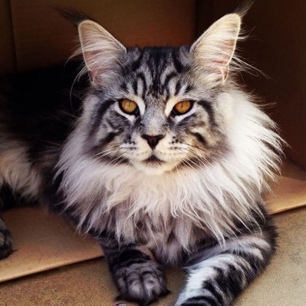 gatti-persiani-maine-coon-e-gatti-nudi-a-terramaini-al-via-la-prima-rassegna-felina