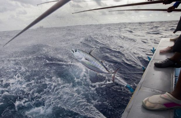 olbia-pronta-a-rilancio-storica-attivit-and-agrave-sbarco-del-tonno