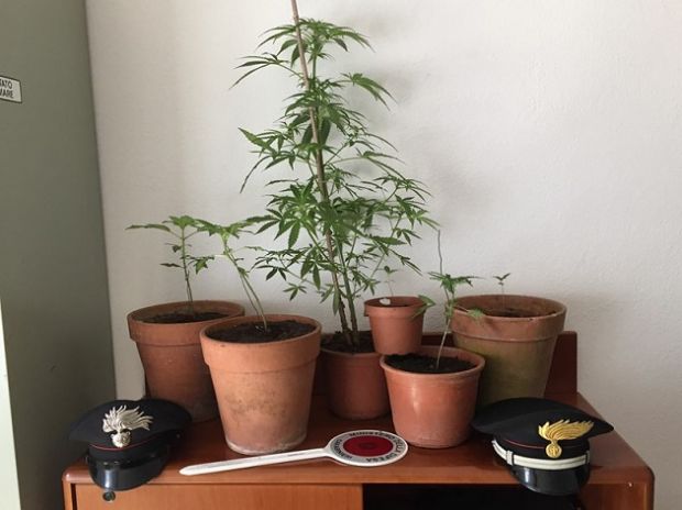 fluminimaggiore-torna-in-sardegna-e-trova-piante-di-marijuana-in-casa