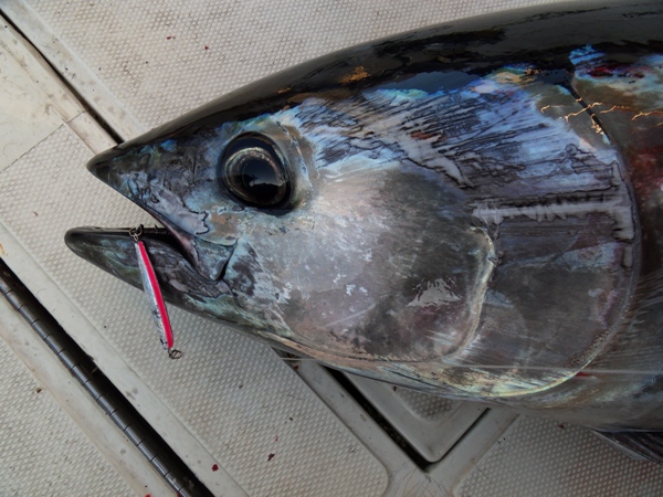 cagliari-oltre-250-chili-di-tonno-rosso-sequestrati-da-gdf