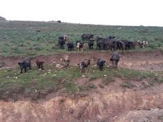 ambiente-deuncia-grig-and-quot-maiali-allo-stato-brado-rischio-peste-suina-africana-and-quot