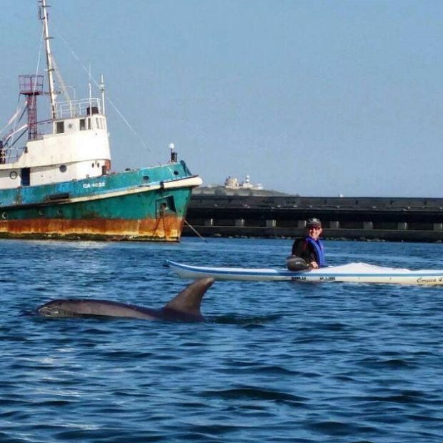 i-delfini-amano-il-porto-di-cagliari-a-zonzo-tra-i-canoisti