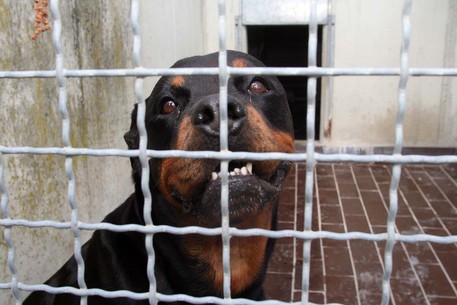 bimba-2-anni-azzannata-al-volto-da-un-cane