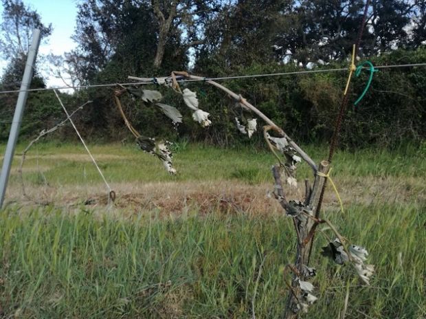 maltempo-coldiretti-gallura-and-ldquo-compromessa-gran-parte-della-produzione-and-rdquo