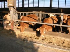 cossu-campus-e-albertino-i-vincitori-della-sesta-mostra-regionale-dei-bovini-da-carne