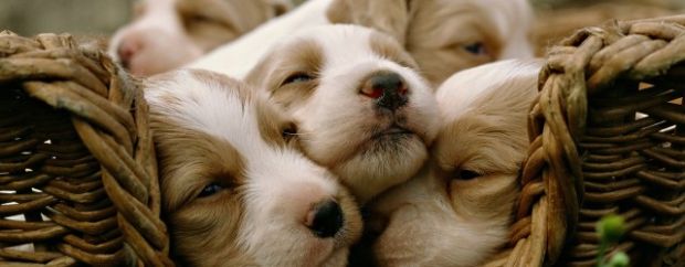 cuccioli-di-cane-abbandonati-cercano-casa-arriva-sos-sindaca