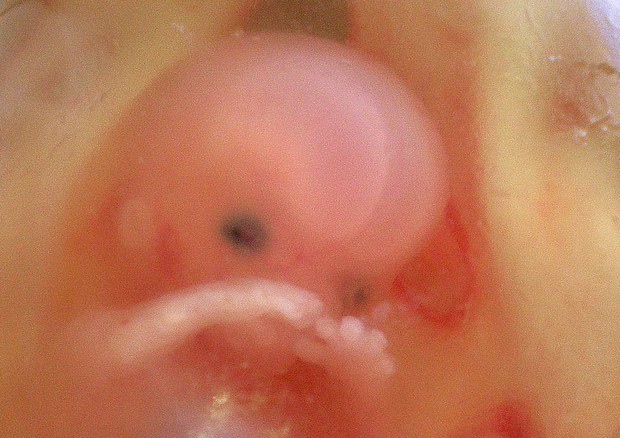 Scoperto lo starter dell'embrione scoperto-lo-starter-dell-embrione