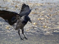 abbattimento-cornacchie-oristano-coldiretti-batte-cassa