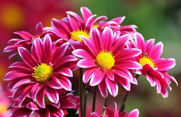 Festa Mamma festa-mamma-assofioristi-spesa-di-45-milioni-per-celebrarla