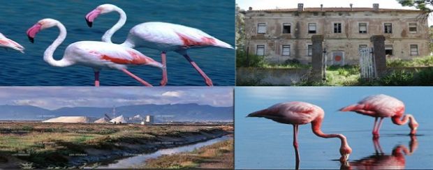 visita-all-imbrunire-nello-stagno-e-nelle-saline-santa-gilla-sabato-20-maggio