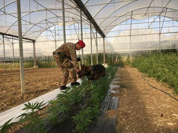Coltivava marijuana nella sua azienda agricola: arrestato 41enne coltivava-marijuana-nella-sua-azienda-agricola-arrestato-41enne