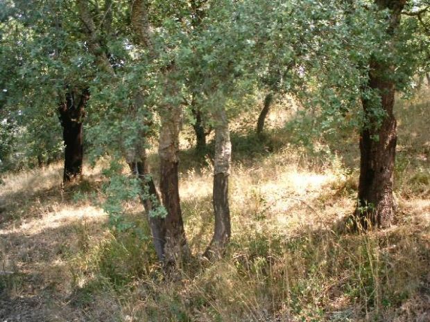 Sugherificio Ganau sugherificio-ganau-corda-m5s-and-quot-difendere-lavoratori-and-quot