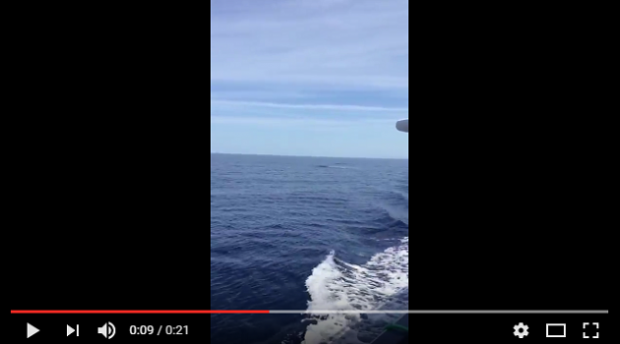 avvistate-due-balenottere-a-largo-di-capo-frasca