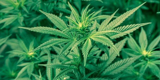 Cannabis cannabis-aula-boccia-mozione-per-legalizzarla-in-sardegna