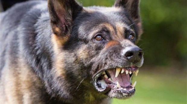 giovane-azzannata-da-un-cane-a-cagliari