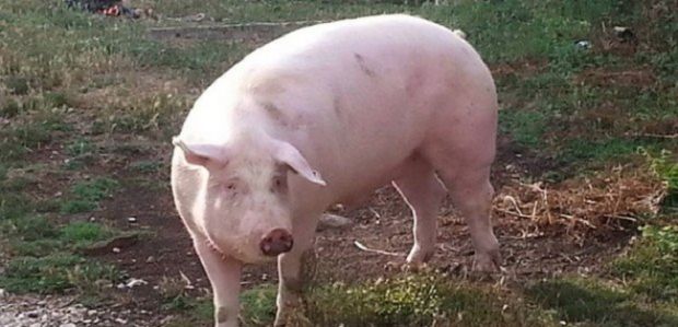 Peste suina peste-suina-assl-lanusei-focolaio-in-allevamento-a-seui