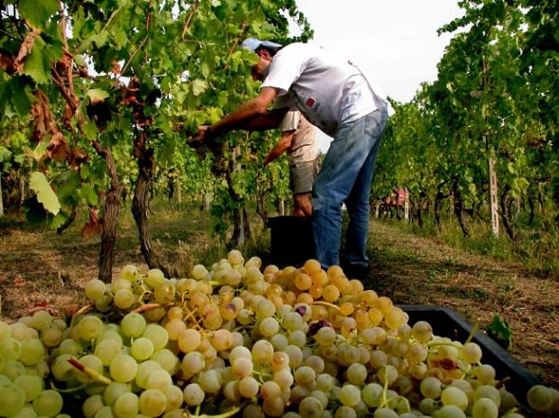 vitivinicoltura-comparto-fra-pi-and-ugrave-importanti-dell-agricoltura