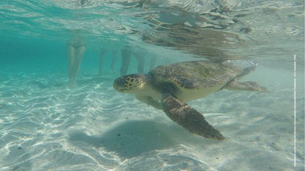gigliola-la-tartaruga-caretta-caretta-salvata-a-gennaio-ritorna-in-mare