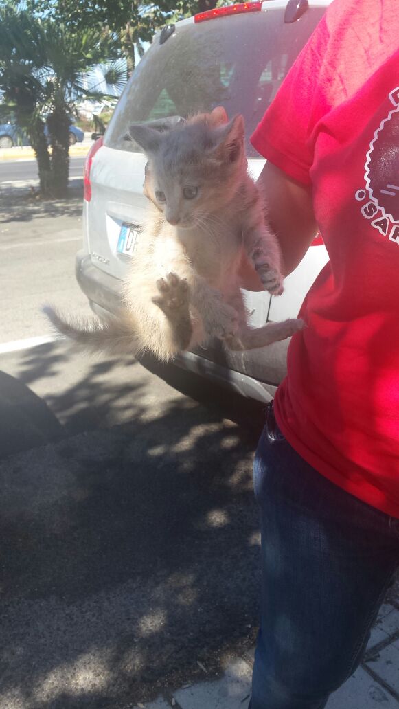 Gattino incastrato in un'auto salvato dalla Municipale gattino-incastrato-in-un-auto-salvato-dalla-municipale