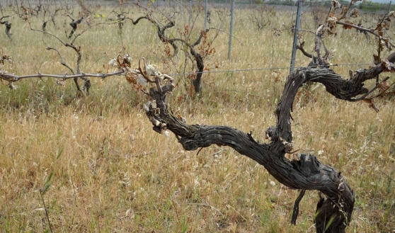 Siccità: sindaci Gallura chiedono intervento urgente Regione siccit-and-agrave-sindaci-gallura-chiedono-intervento-urgente-regione