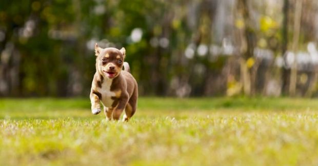 piano-sterilizzazione-cani-200-mila-euro-dalla-giunta