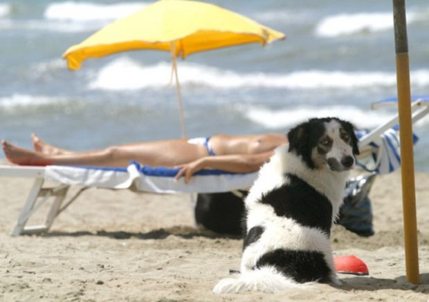 nuova-stretta-su-abbandono-animali-alla-camera-vari-testi-che-fine-ha-fatto