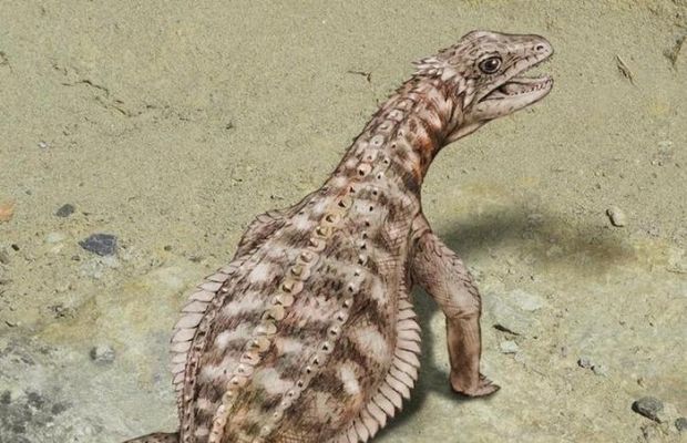 Sulle Alpi svizzere il fossile di un rettile corazzato sulle-alpi-svizzere-il-fossile-di-un-rettile-corazzato