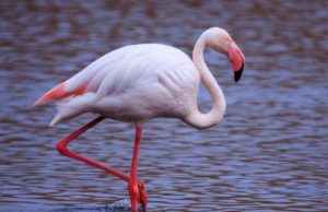 fenicottero-ferito-al-poetto-salvato-da-un-vigile-del-fuoco