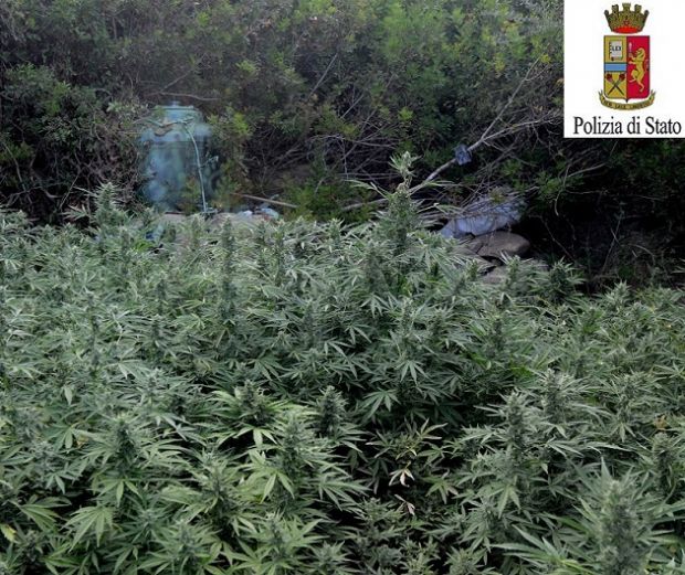 tortol-and-igrave-sorpresi-a-coltivare-marijuana-e-trovati-con-pistola-calibro-9-due-arresti