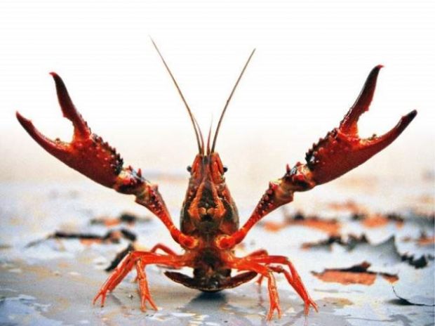 ambiente-567-specie-aliene-fra-animali-e-vegetali