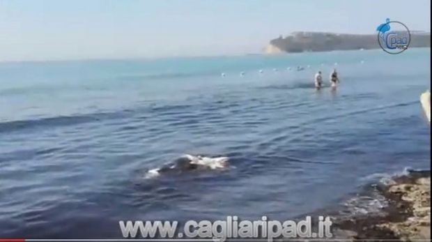 poetto-trovato-capodoglio-morto-in-riva-al-mare