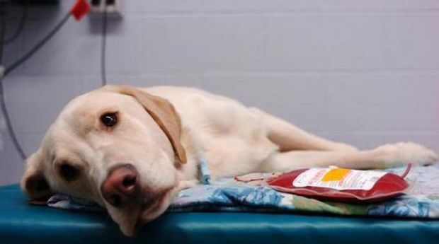 Nuova banca del sangue all'Ospedale didattico veterinario dell'Università di Sassari nuova-banca-del-sangue-all-ospedale-didattico-veterinario-dell-universit-and-agrave-di-sassari