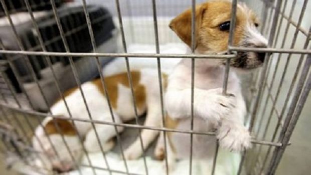 A Sassari primo centro trasfusionale per animali a-sassari-primo-centro-trasfusionale-per-animali