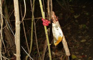Lotta al bracconaggio, la Lipu rimuove 5 mila trappole tra il Sulcis e Capoterra lotta-al-bracconaggio-la-lipu-rimuove-5-mila-trappole-tra-il-sulcis-e-capoterra