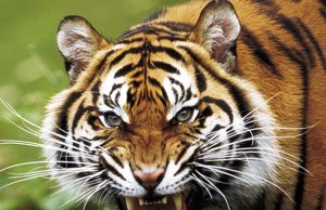 domatore-di-tigri-si-tatua-il-volto-di-berlusconi-sul-braccio