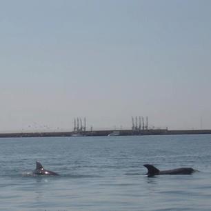 delfini-tra-le-onde-del-porto-di-cagliari