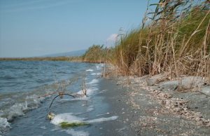 cabras-trovato-il-corpo-del-pescatore-disperso-nello-stagno