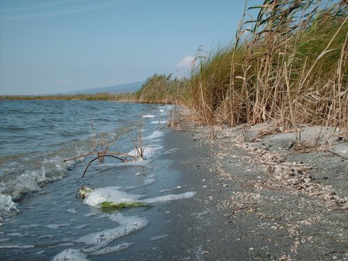 Cabras cabras-trovato-il-corpo-del-pescatore-disperso-nello-stagno