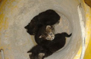 and-quot-sos-animali-and-quot-and-quot-mamma-gatta-abbandona-i-suoi-cuccioli-dateci-una-zampa-a-trovargli-casa-and-quot