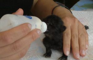 una-mamma-speciale-per-sei-gattini-in-cerca-di-casa