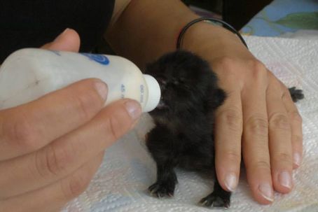 Una mamma speciale per sei gattini in cerca di casa una-mamma-speciale-per-sei-gattini-in-cerca-di-casa