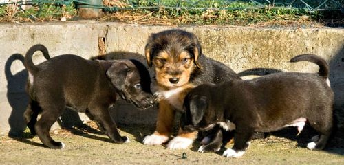 una-casetta-per-aldo-giovanni-e-giacomo