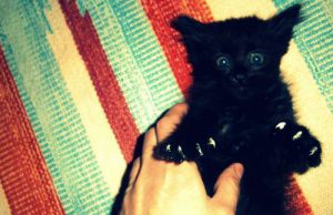 una-casa-per-fortunata-la-gattina-nera-trovata-sulla-131